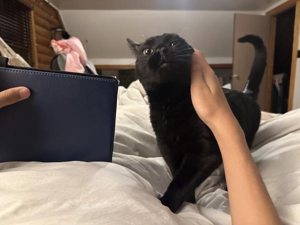 Puppy — thumbnail 6