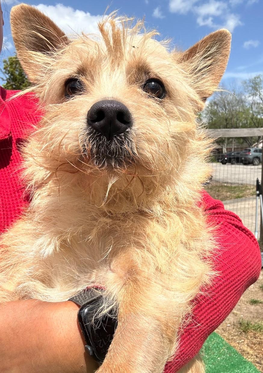 Lebron, Adopted, Young Male Cairn Terrier.