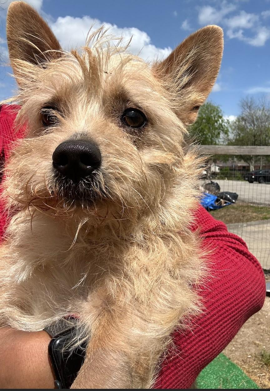 Enlarge Lebron, a Adopted mixed breed in Vancouver, WA image 2/3