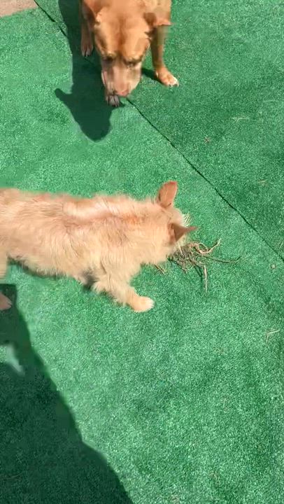 Enlarge Lebron, a Adopted mixed breed in Vancouver, WA video 3/3