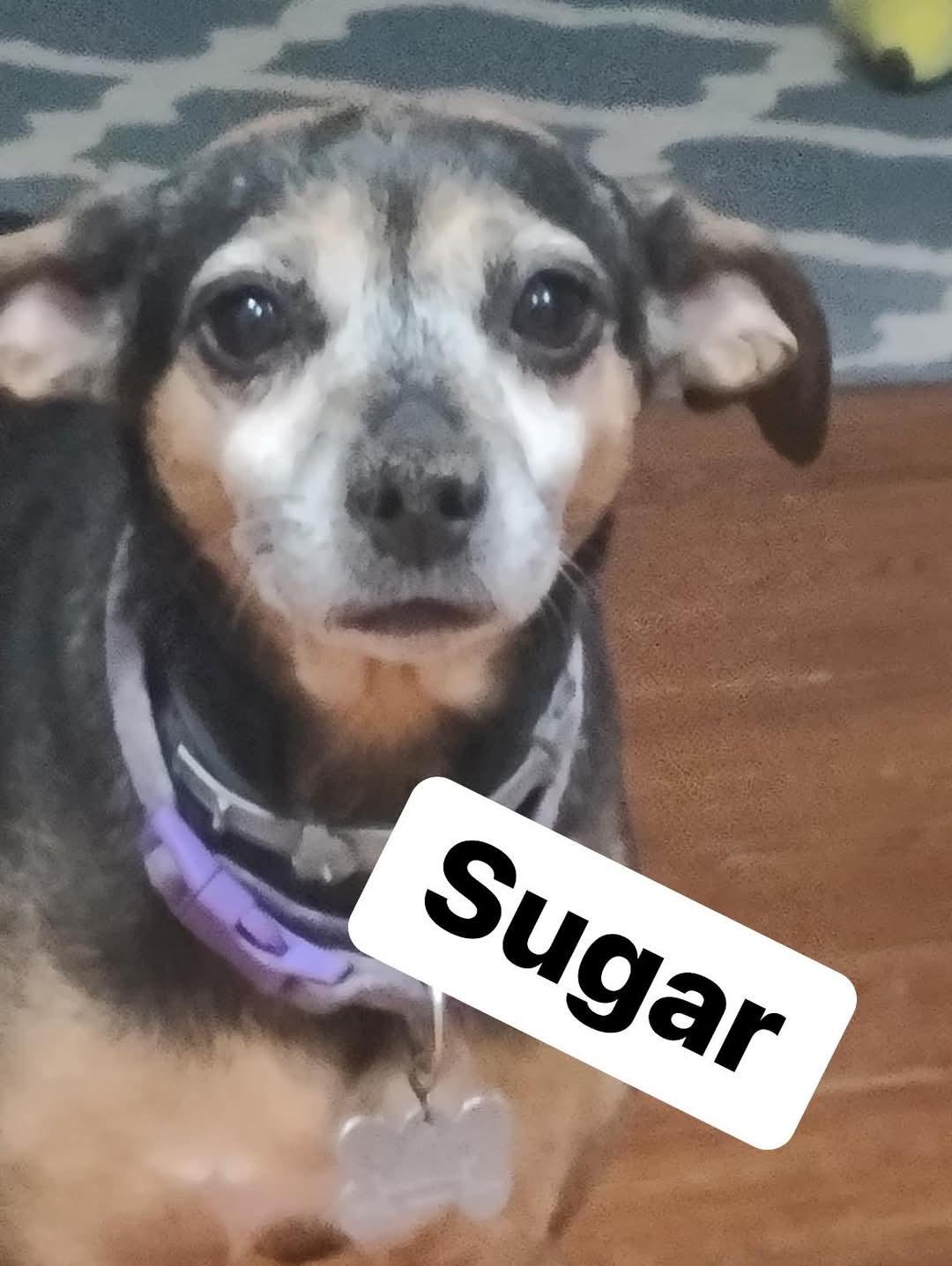 Sugar (Laverne), a Adopted mixed breed in Broken Arrow, OK image 1/2