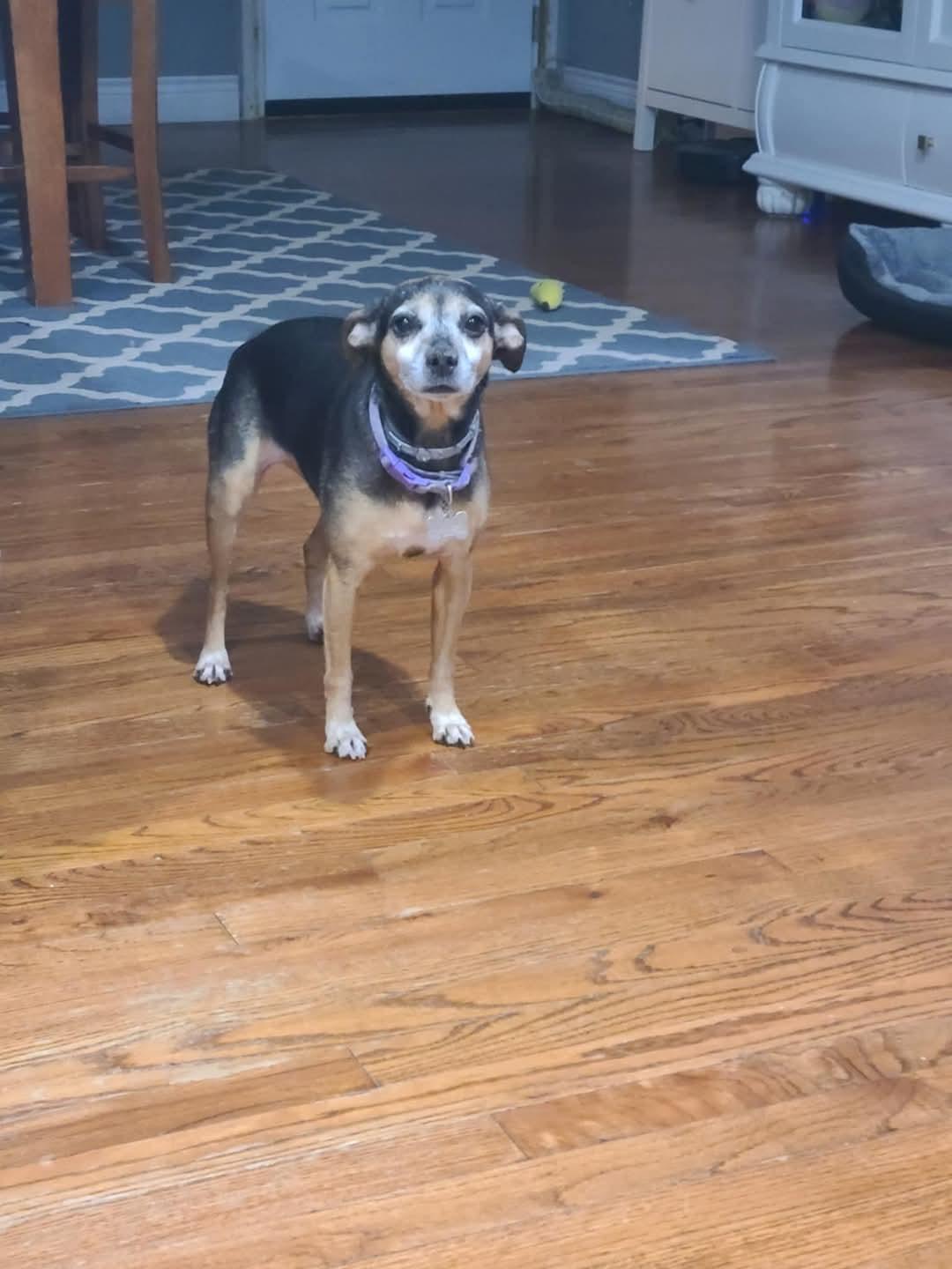 Sugar (Laverne), a Adopted mixed breed in Broken Arrow, OK image 2/2