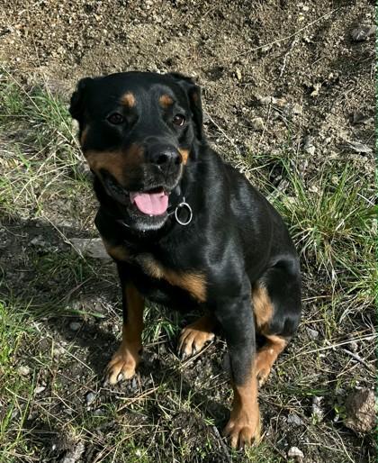 Freya, Adoptable, Adult Female Rottweiler & Mixed Breed.