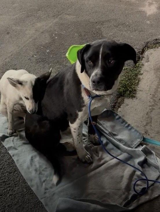 Enlarge Deputy, a Adoptable mixed breed in Roseville, CA image 1/1
