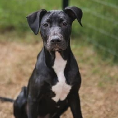 Ava, Adoptable, Young Female Mixed Breed.