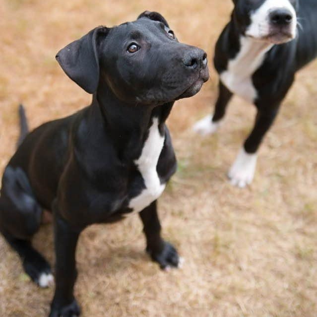 Enlarge Ava, a Adoptable Mixed Breed in Farmingdale, NJ image 3/6