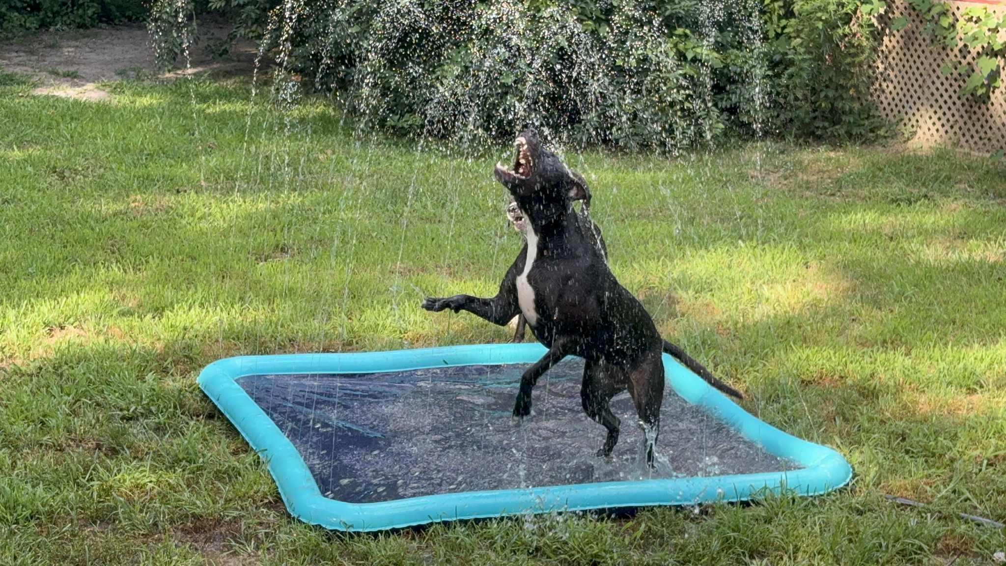 Enlarge Ava, a Adoptable Mixed Breed in Farmingdale, NJ image 6/6