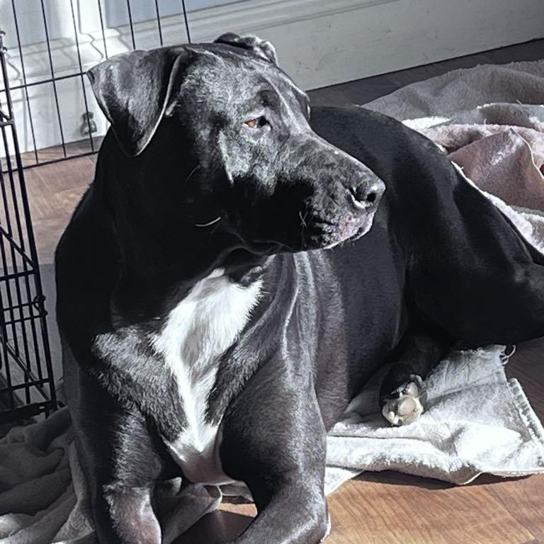 Enlarge Ava, a Adoptable Mixed Breed in Farmingdale, NJ image 2/6