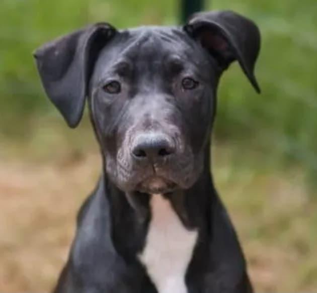 Enlarge Ava, a Adoptable Mixed Breed in Farmingdale, NJ image 5/6