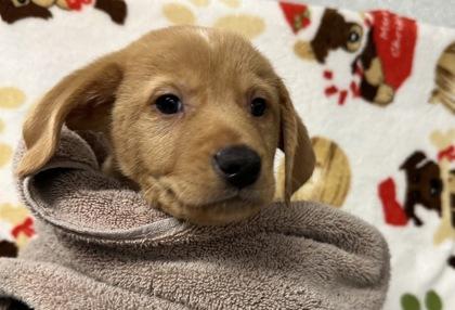 Iggy Thistlewhite, Adoptable, Puppy Male Mixed Breed & Mixed Breed.