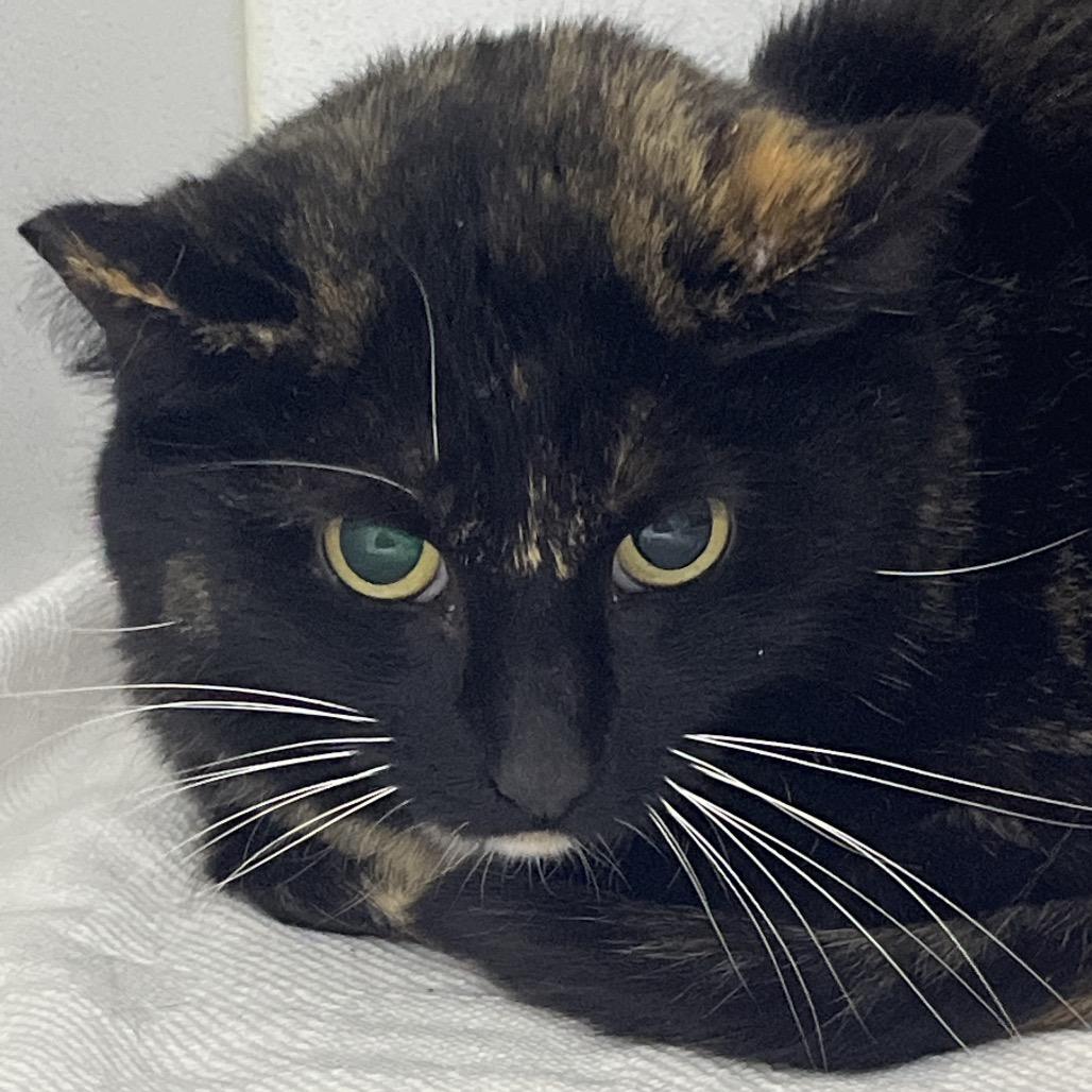 Enlarge Callie, a Adoptable Domestic Short Hair in Franklin, NC image 1/1