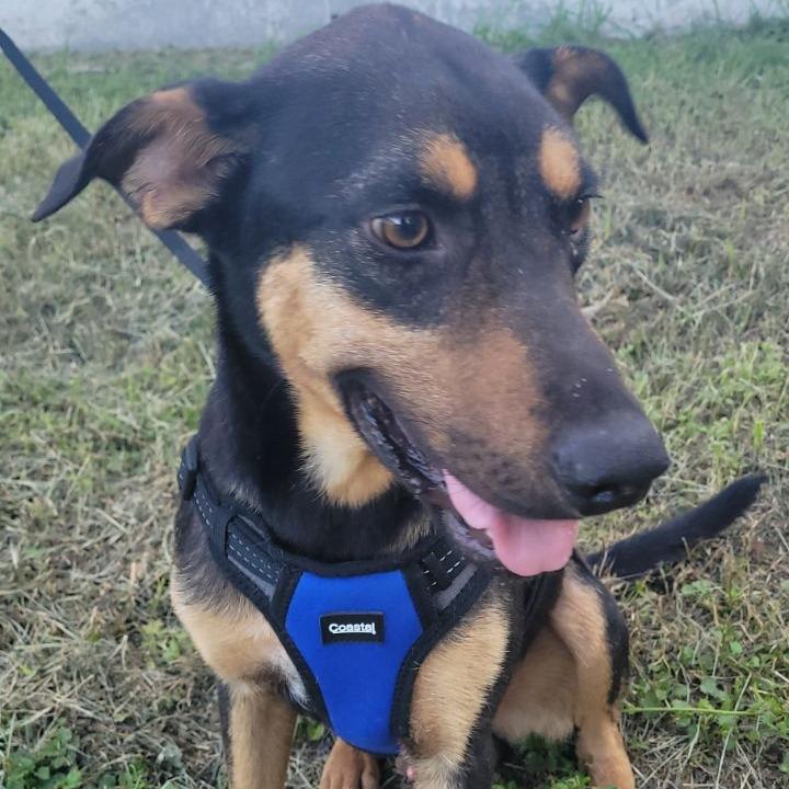 Enlarge Chocolate, a Adoptable Shepherd in Floresville, TX image 1/1
