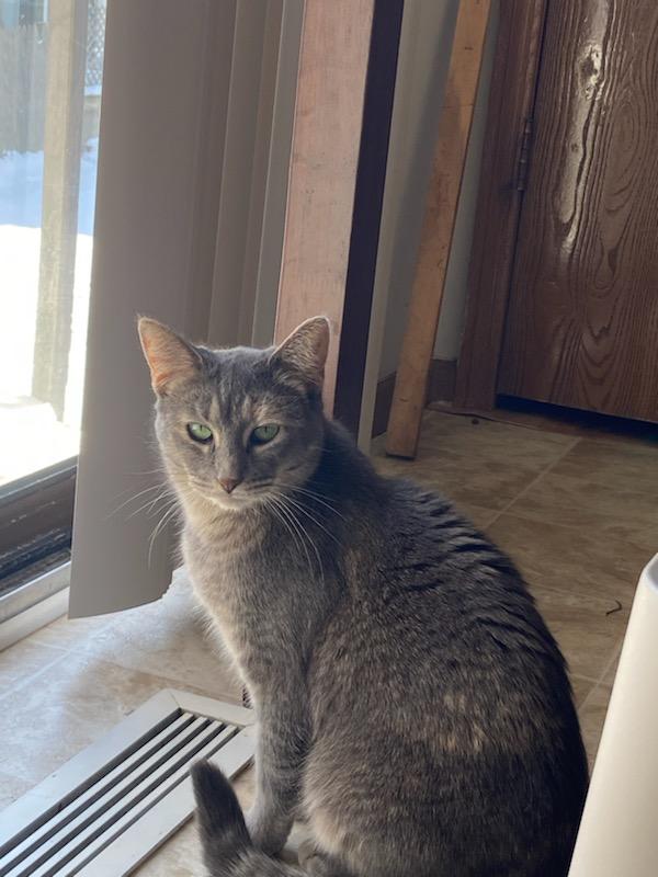 Enlarge Sequoia, a Adoptable Domestic Short Hair in Hudsonville, MI image 2/6