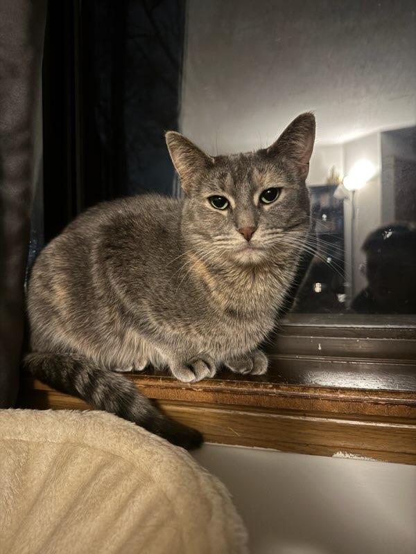 Enlarge Sequoia, a Adoptable Domestic Short Hair in Hudsonville, MI image 3/6