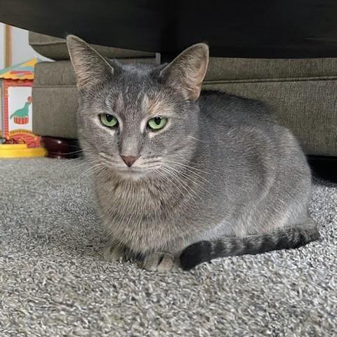 Enlarge Sequoia, a Adoptable Domestic Short Hair in Hudsonville, MI image 1/6