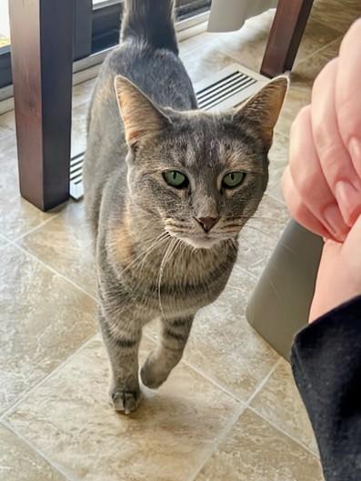 Enlarge Sequoia, a Adoptable Domestic Short Hair in Hudsonville, MI image 4/6