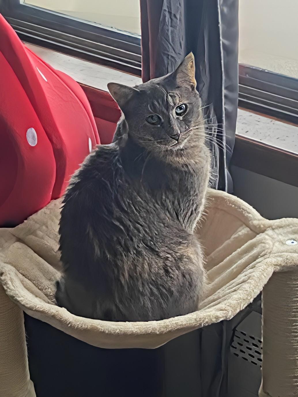 Enlarge Sequoia, a Adoptable Domestic Short Hair in Hudsonville, MI image 5/6