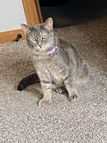 Enlarge Sequoia, a Adoptable Domestic Short Hair in Hudsonville, MI image 6/6