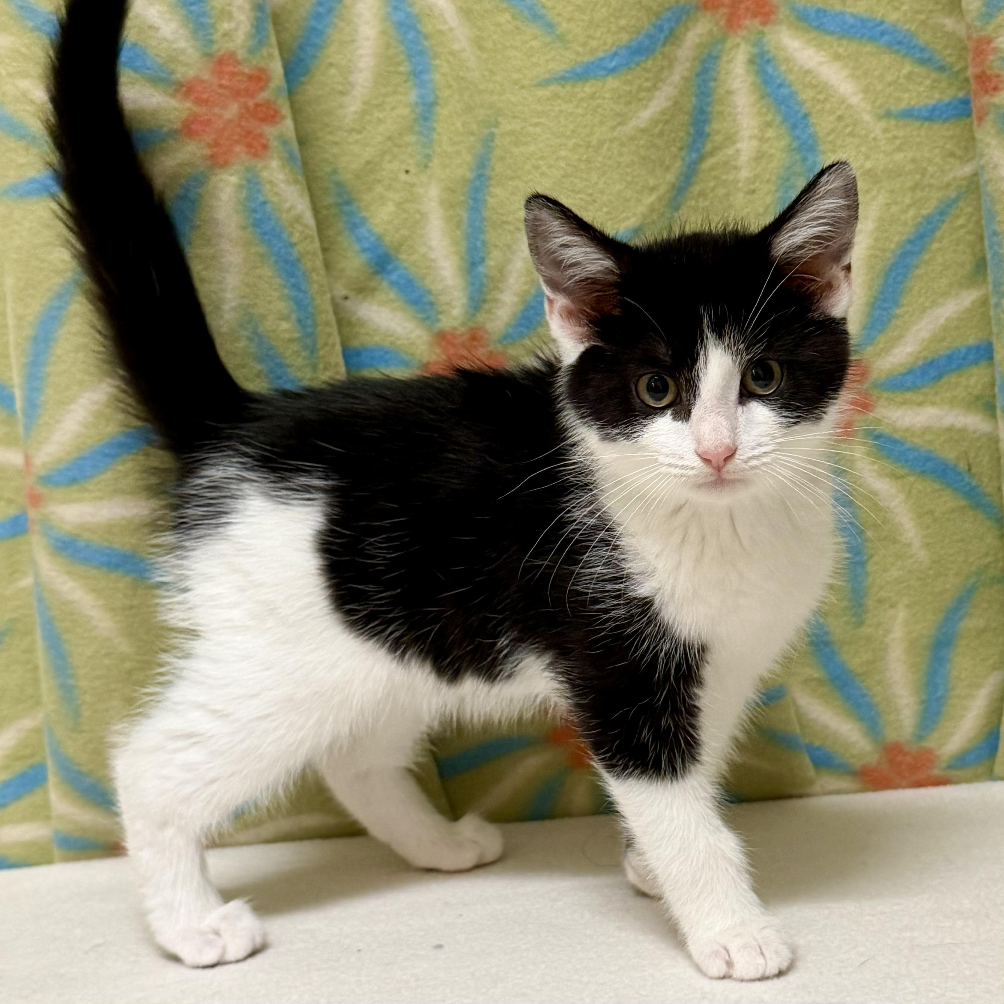 Ace, adoptable, Kitten Male Domestic Short Hair.