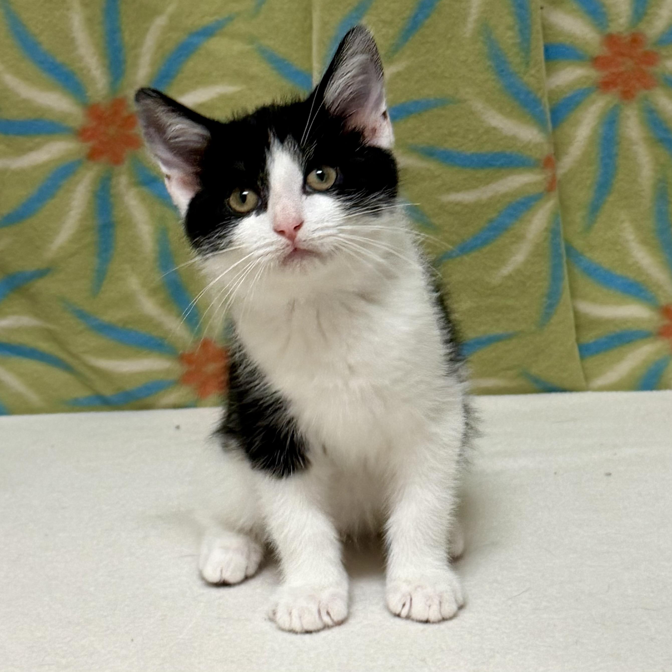 Ace, an adoptable mixed breed in Libertyville, IL image 3/3