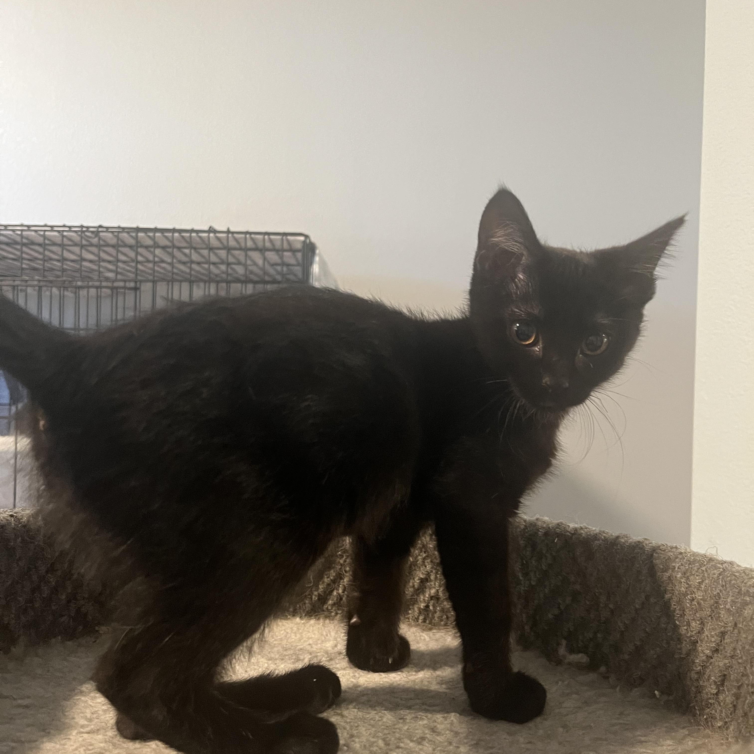Jalapeno, ADOPTABLE, Kitten Female Domestic Short Hair.