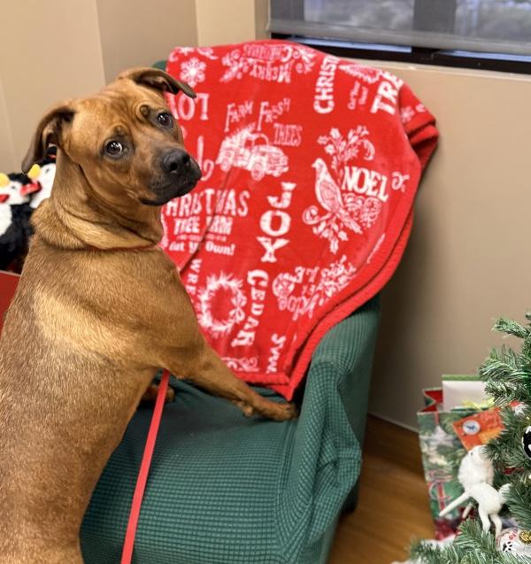 Enlarge Gracie, a Adoptable mixed breed in Canton, GA image 1/1