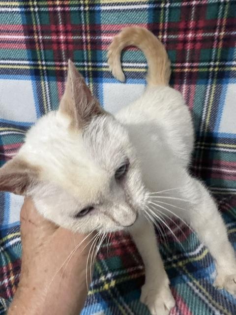Enlarge Angel, a Adoptable mixed breed in Brattleboro, VT image 4/4
