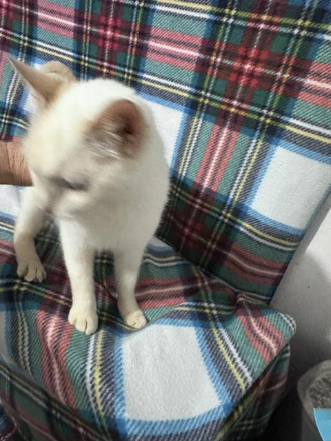 Angel, Adoptable, Adult Female Siamese & Domestic Short Hair.