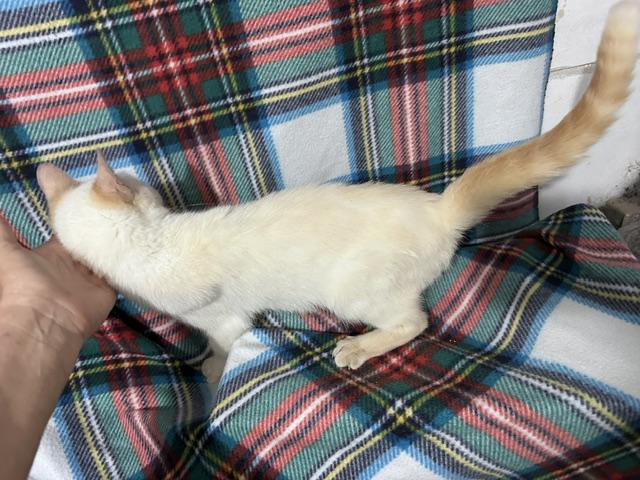 Enlarge Angel, a Adoptable mixed breed in Brattleboro, VT image 2/4