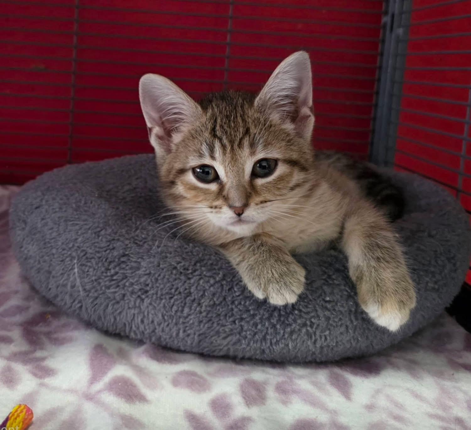 Lovebug , ADOPTABLE, Kitten Female Torbie.