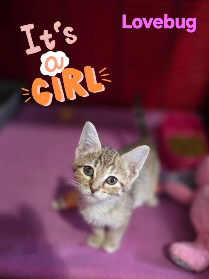 Lovebug , a ADOPTABLE Torbie in Saginaw, MI image 2/2