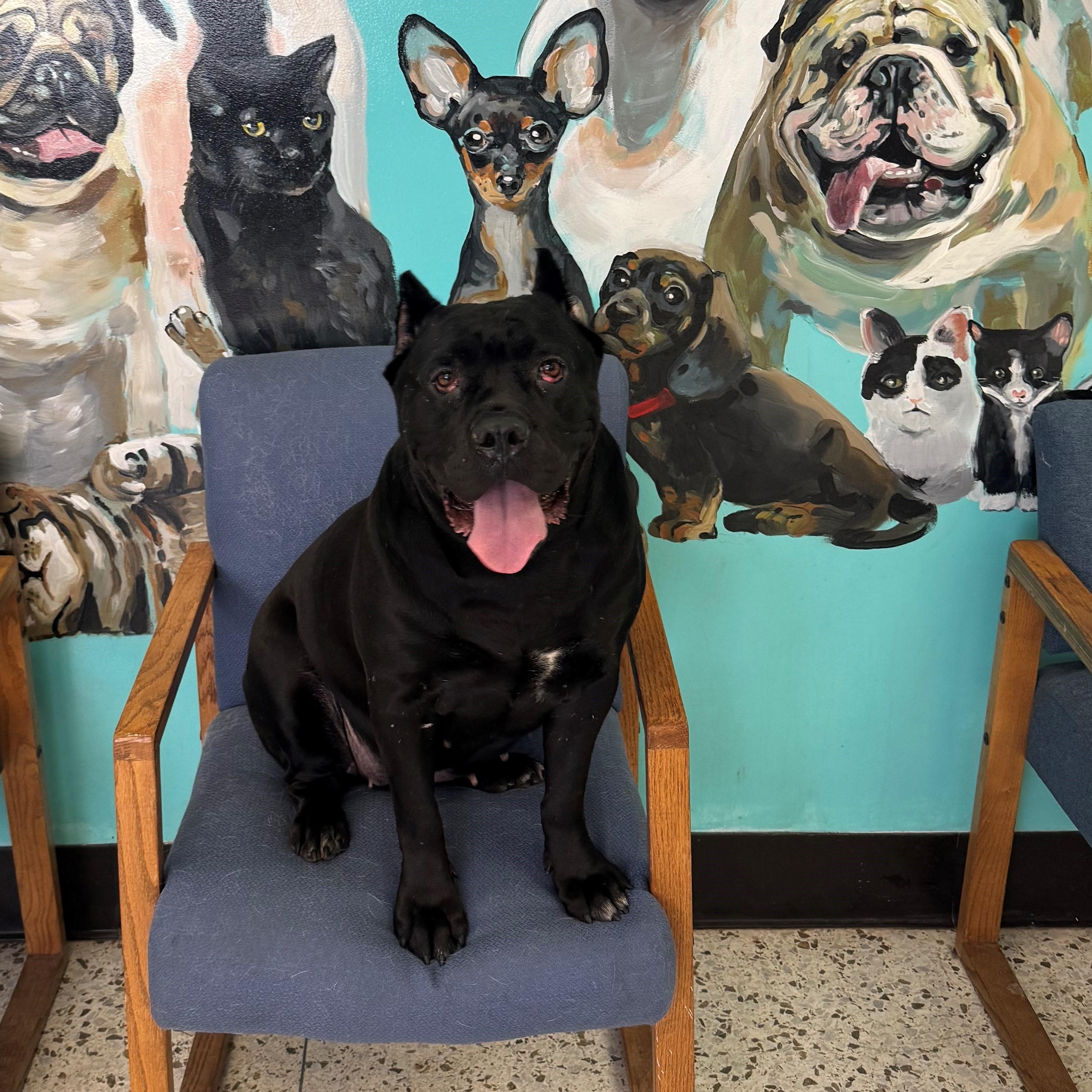 Ida 4056, adopted, Adult Female Cane Corso.