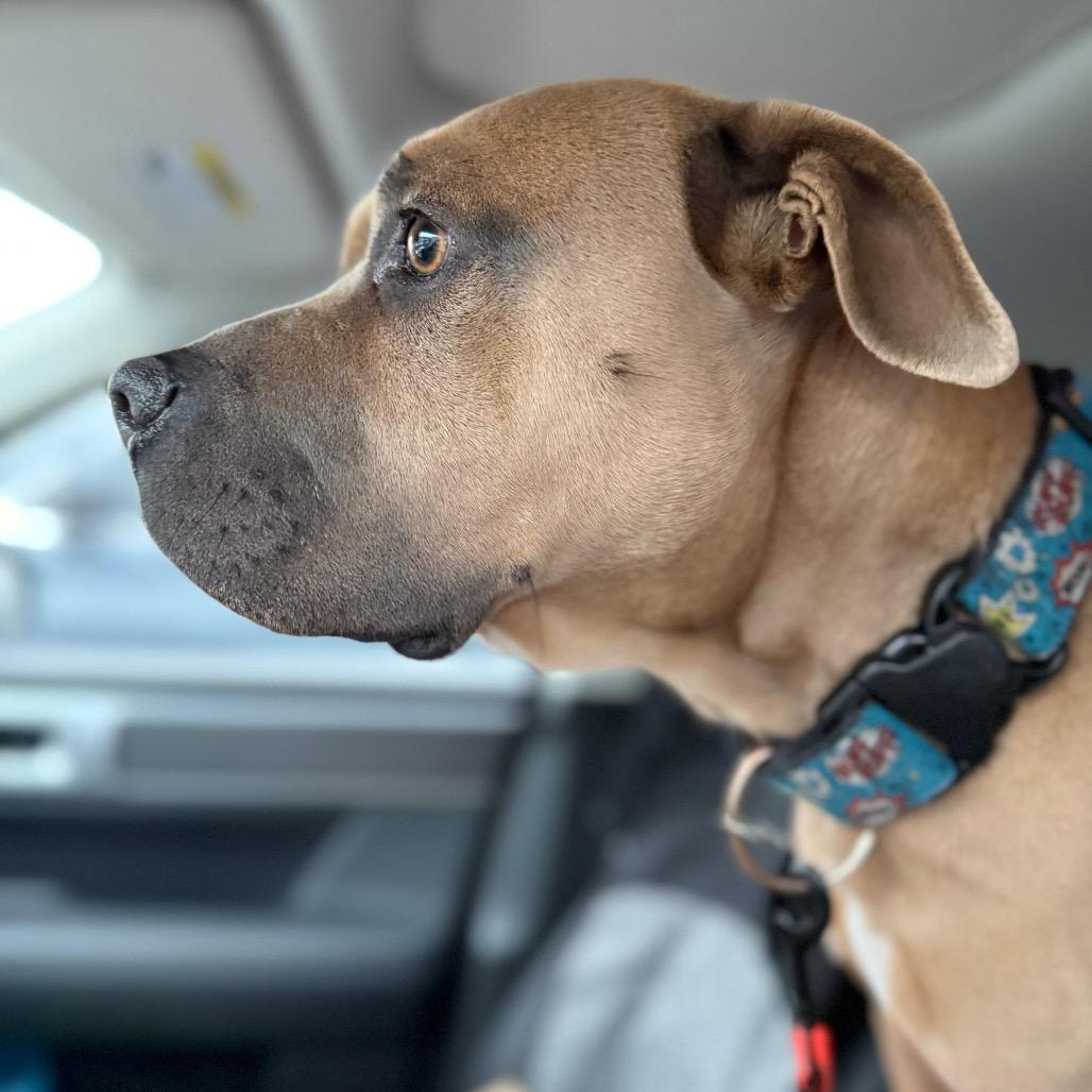 Mister, a Adoptable mixed breed in Bellingham, WA image 1/5