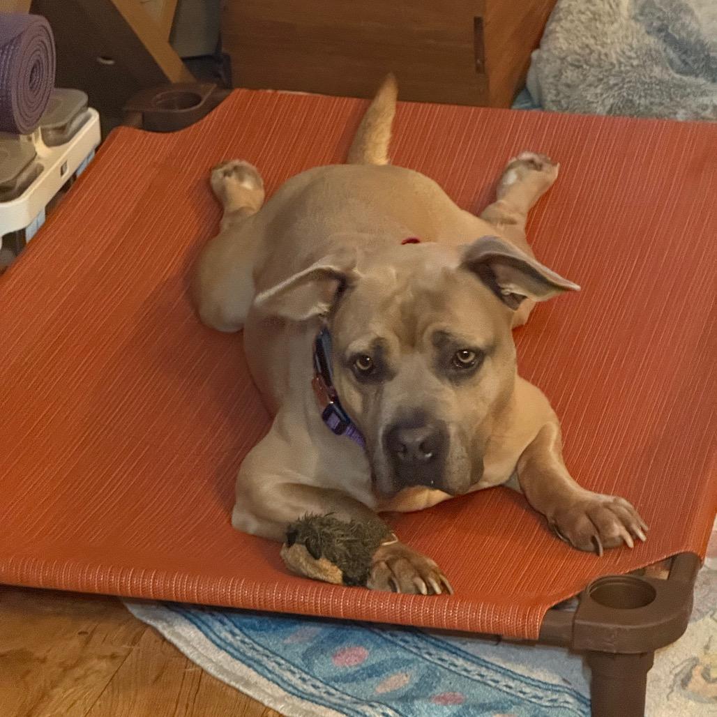 Enlarge Mister, a Adoptable mixed breed in Bellingham, WA image 2/6