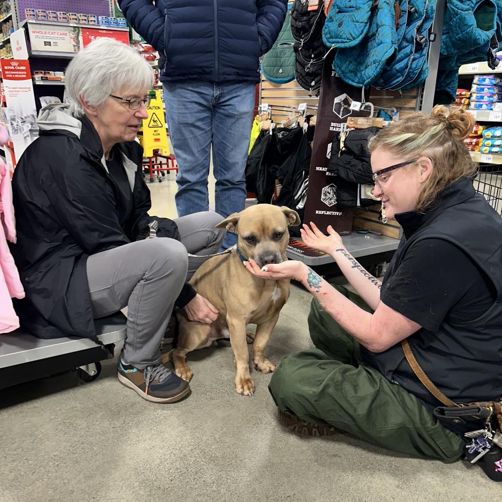 Mister, a Adoptable mixed breed in Bellingham, WA image 3/5