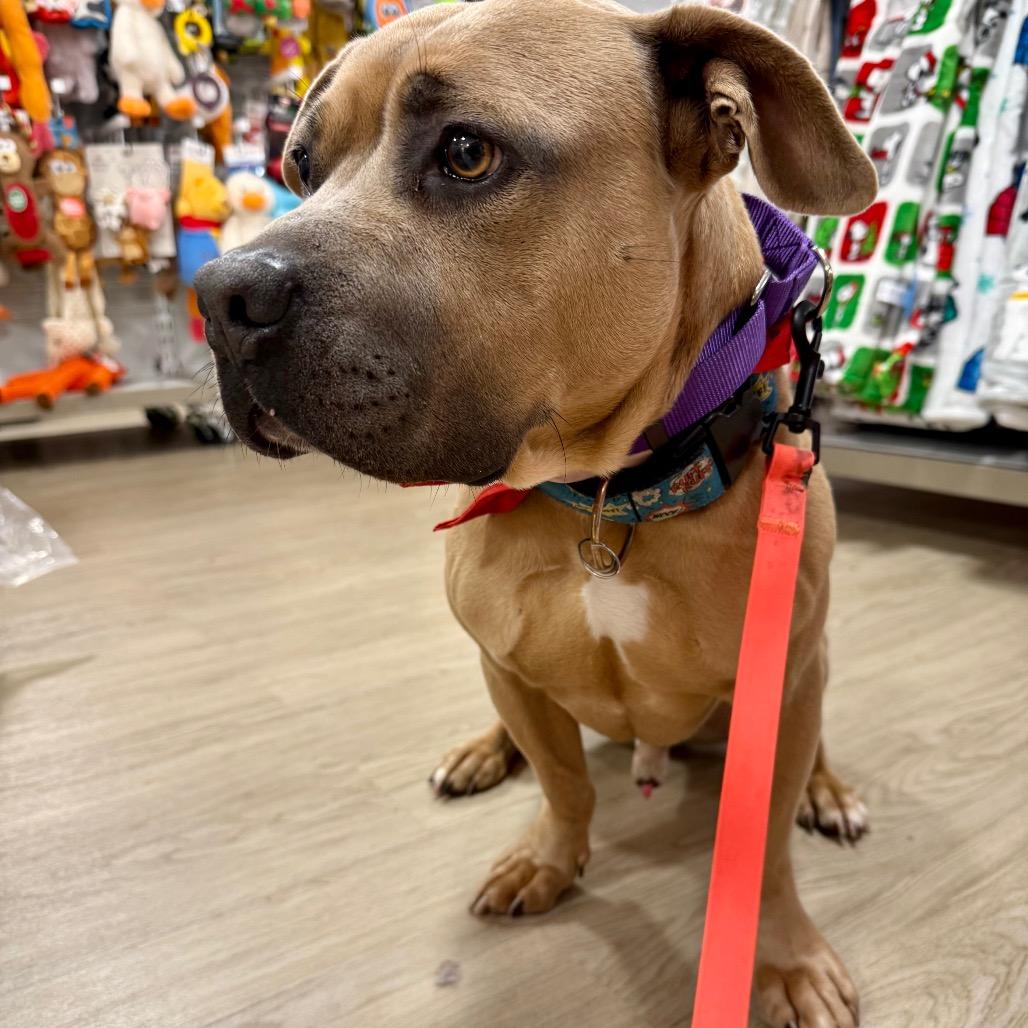 Mister, a Adoptable mixed breed in Bellingham, WA image 5/5