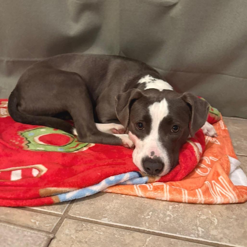 Wendy, Adoptable, Adult Female Mixed Breed.