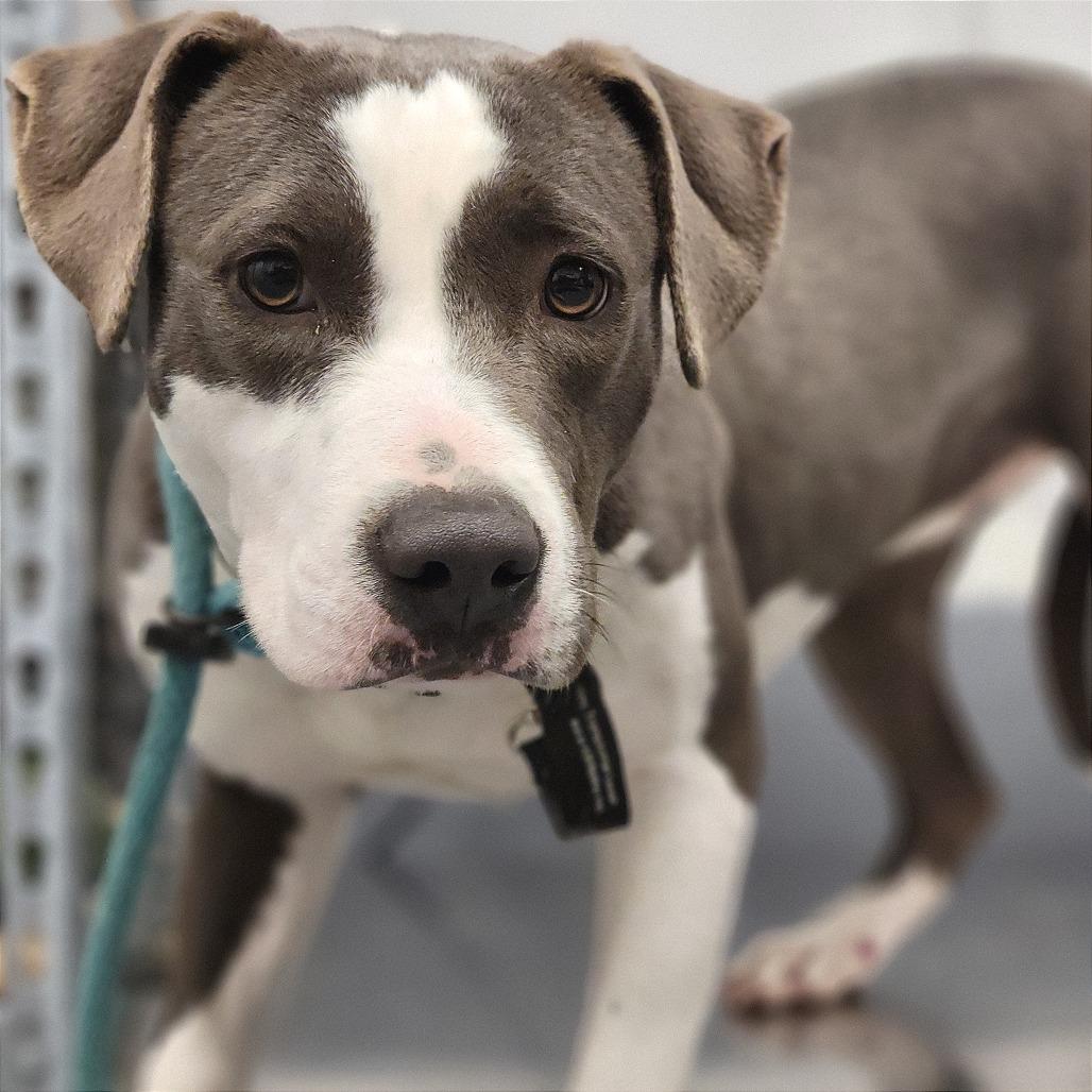 Wendy, Adoptable, Adult Female Mixed Breed.