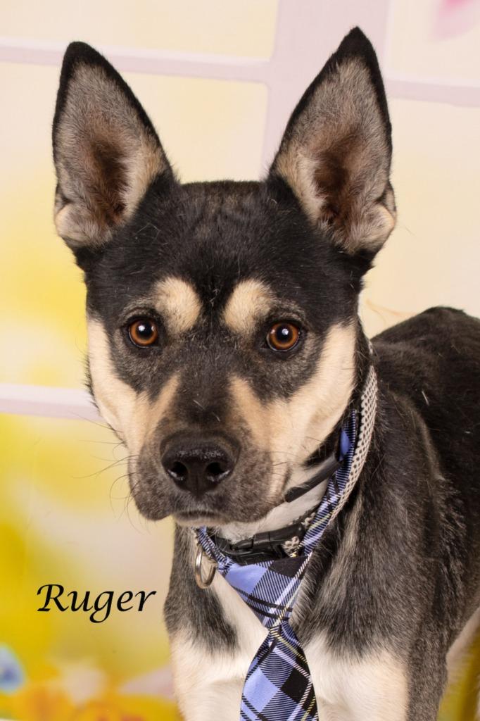 Ruger, Adoptable, Adult Male Shepherd & Shepherd.