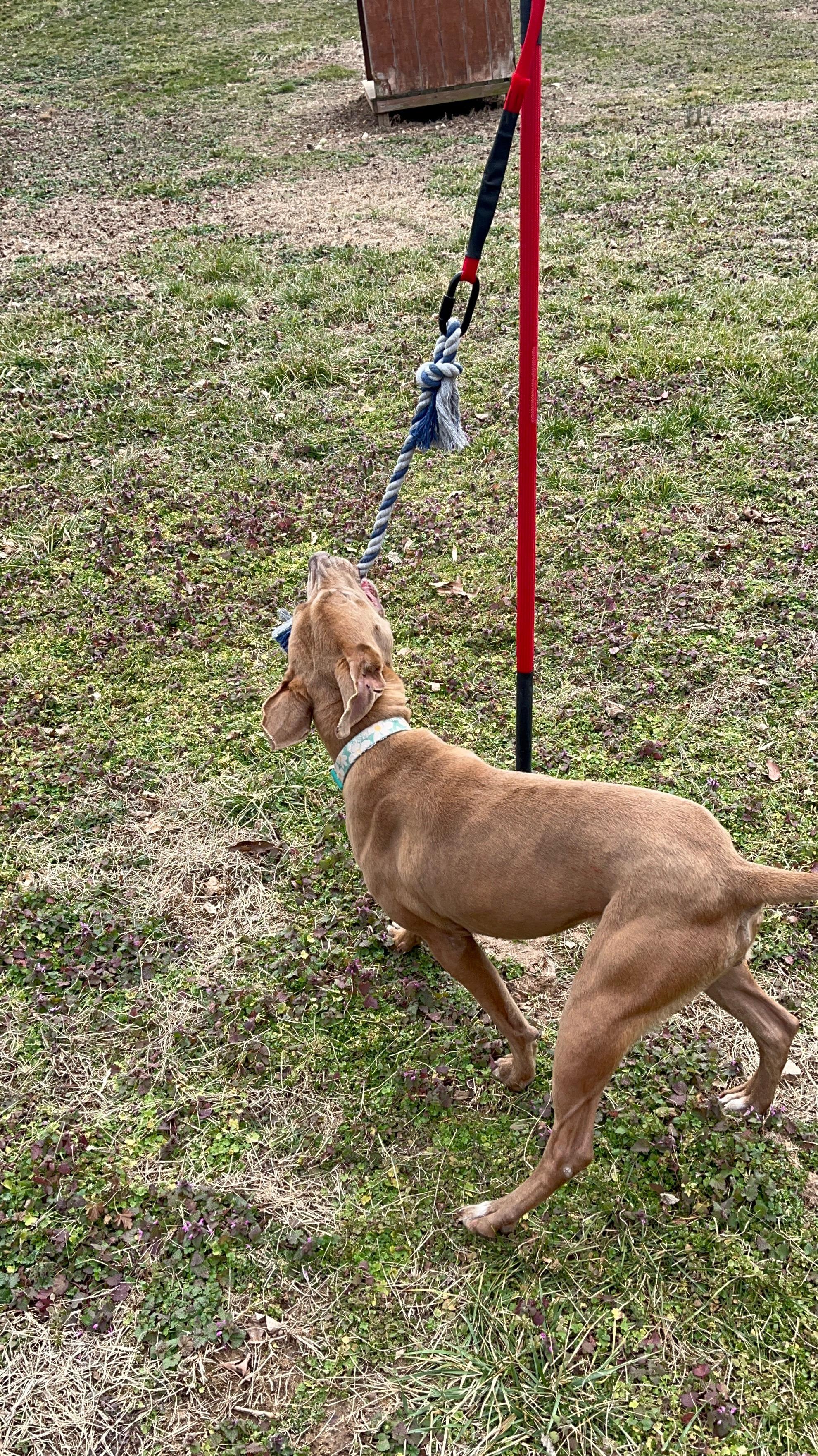 Enlarge Journey, a ADOPTABLE mixed breed in Reeds Spring, MO image 4/4