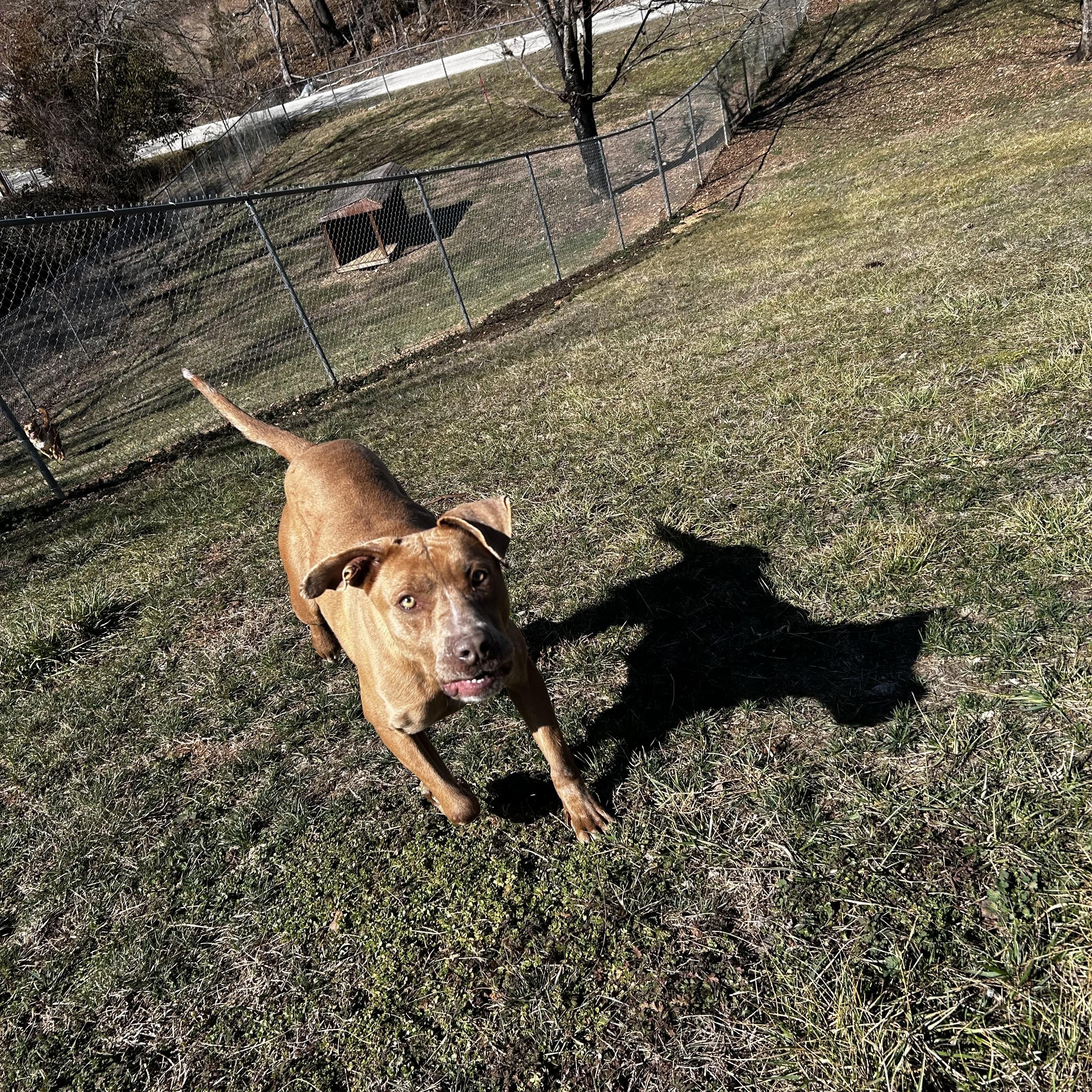 Enlarge Journey, a ADOPTABLE mixed breed in Reeds Spring, MO image 3/4