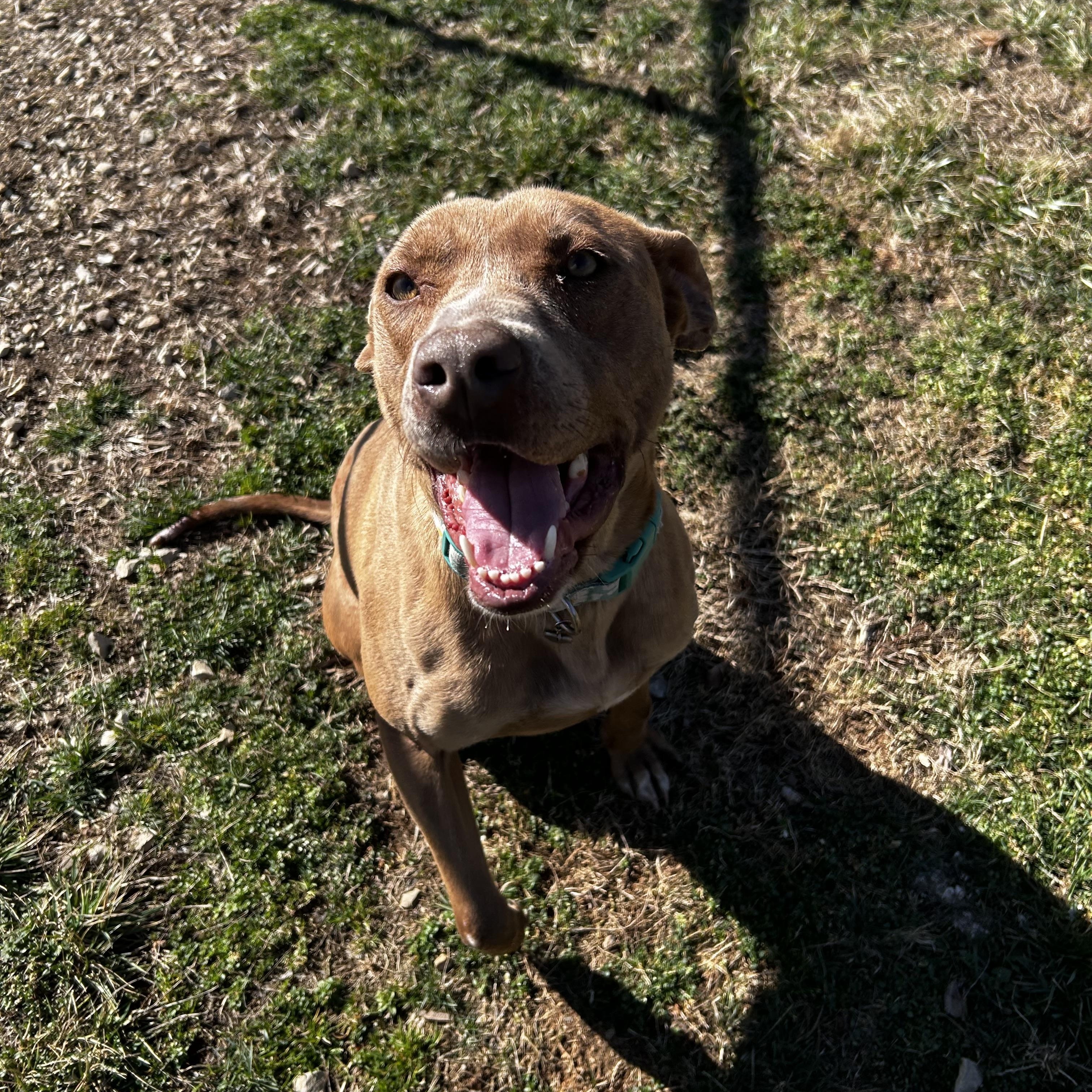 Enlarge Journey, a ADOPTABLE mixed breed in Reeds Spring, MO image 1/4