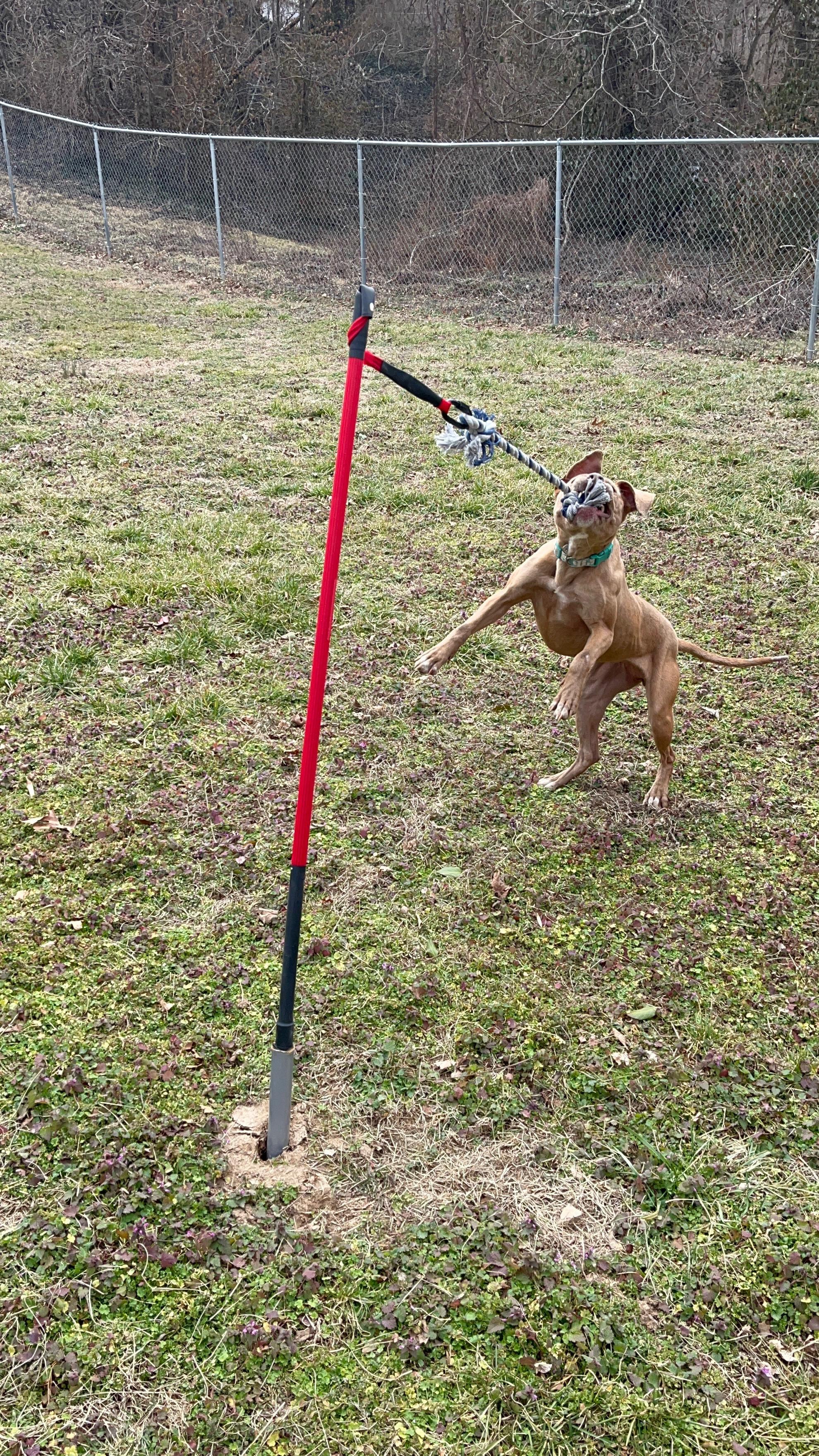 Enlarge Journey, a ADOPTABLE mixed breed in Reeds Spring, MO image 2/4