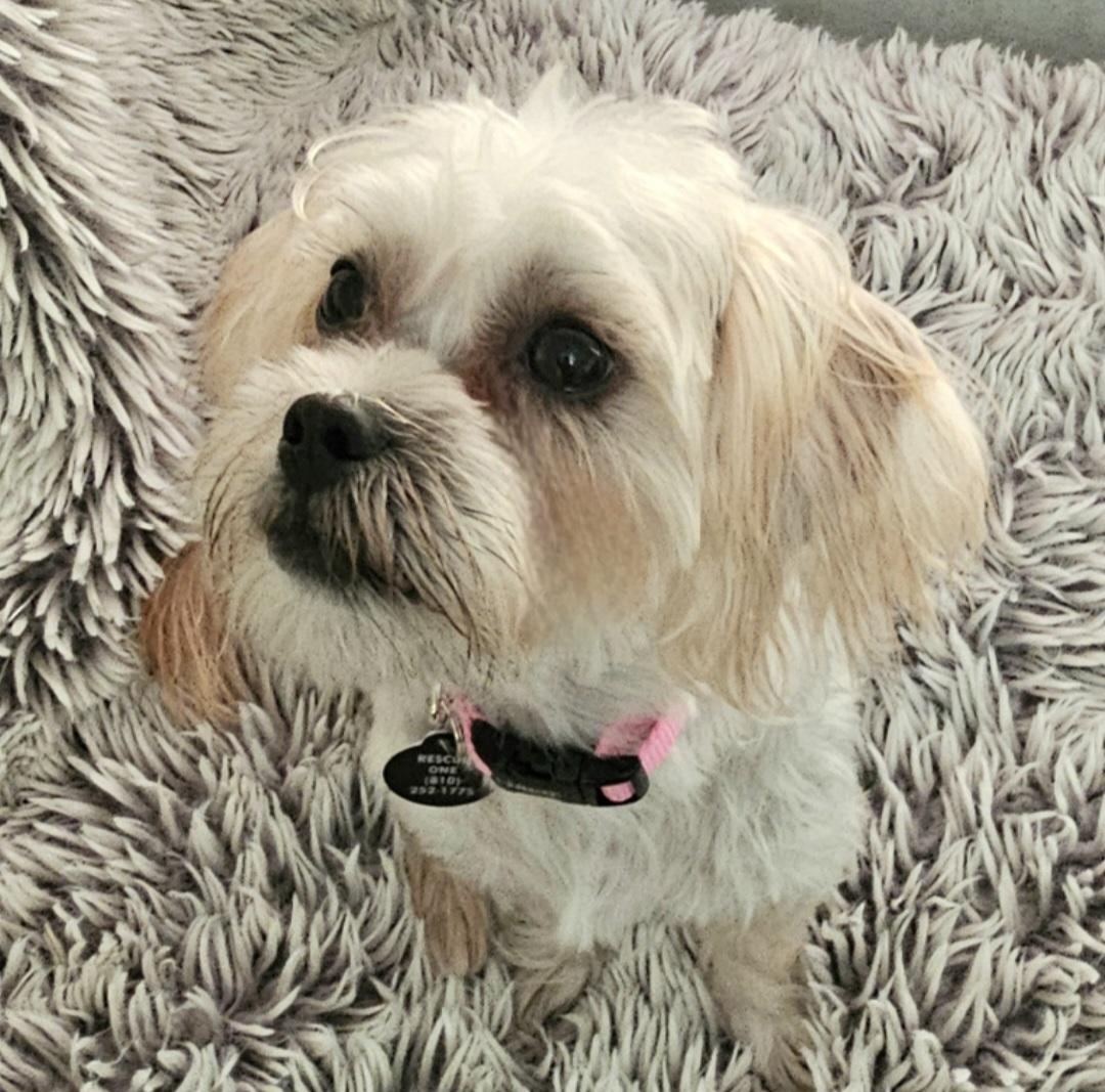 Enlarge ROSIE, a Adopted mixed breed in Fenton, MI image 2/6