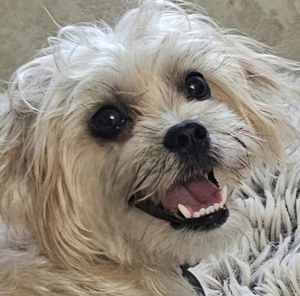 ROSIE, Adopted, Puppy Female Maltese & Yorkshire Terrier.
