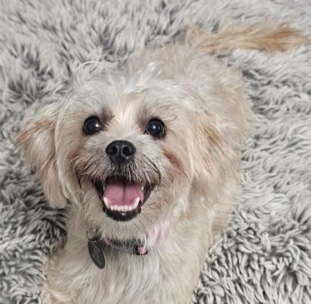 Enlarge ROSIE, a Adopted mixed breed in Fenton, MI image 3/6