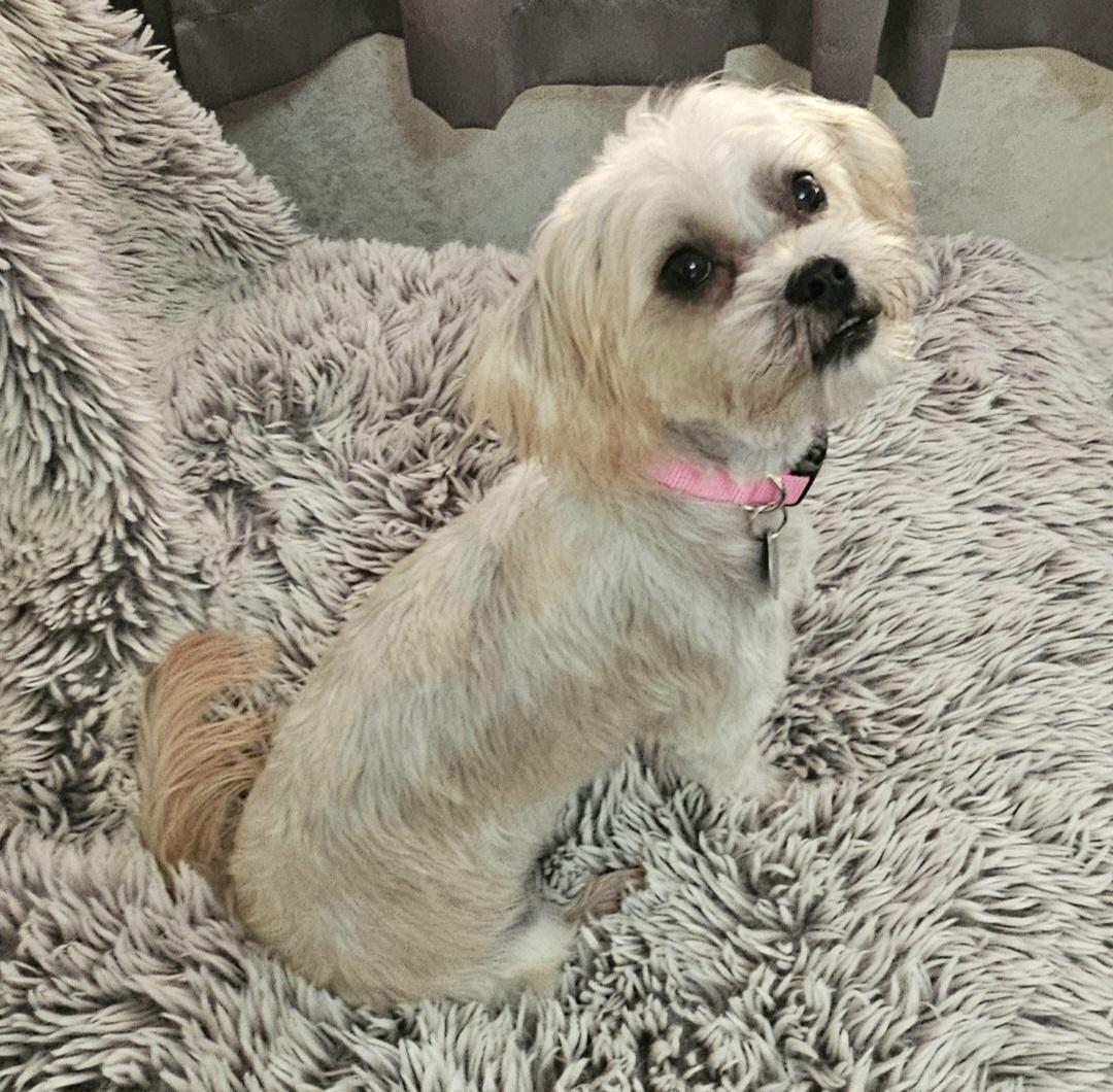 Enlarge ROSIE, a Adopted mixed breed in Fenton, MI image 4/6