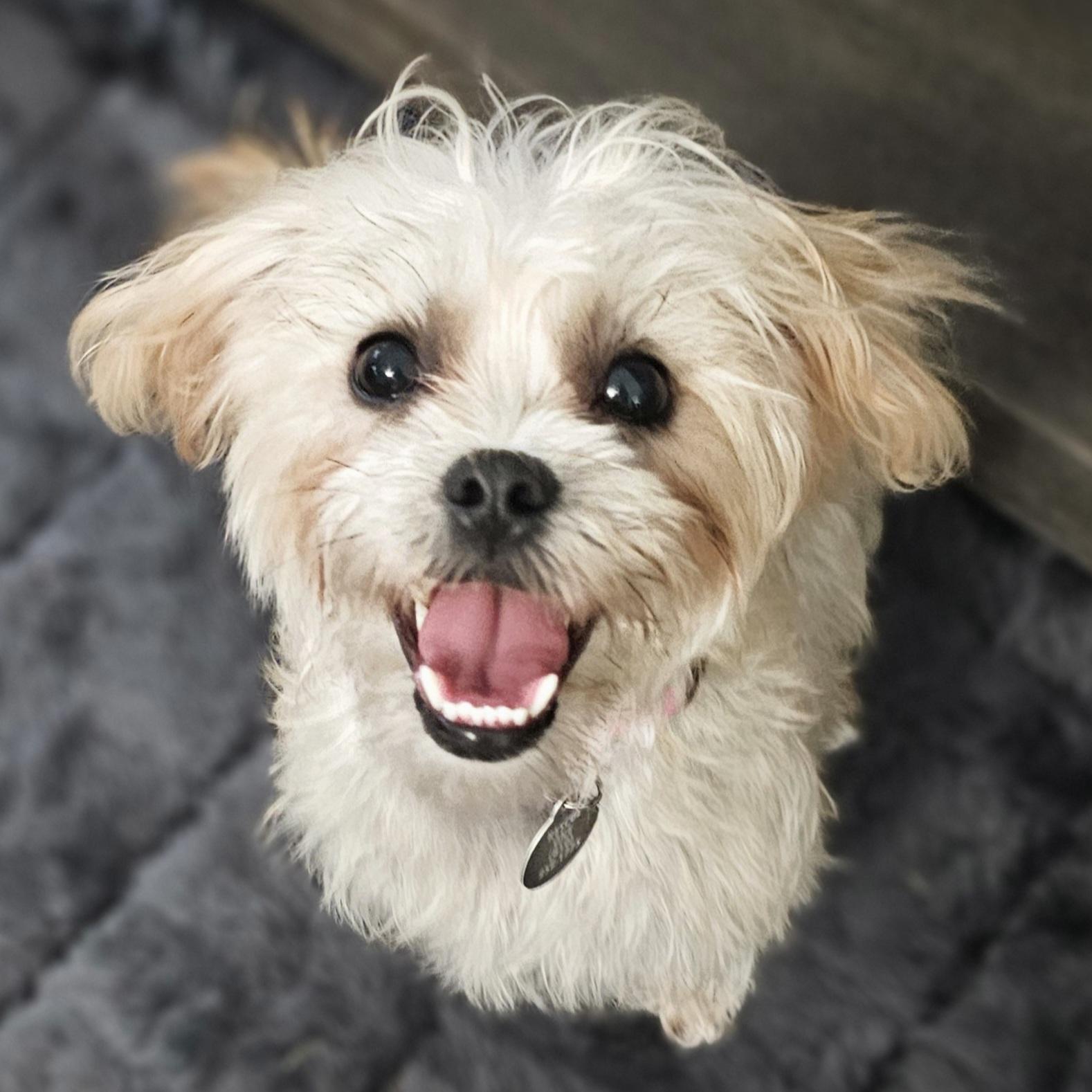 Enlarge ROSIE, a Adopted mixed breed in Fenton, MI image 5/6