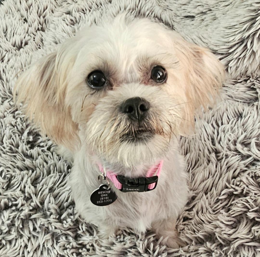 Enlarge ROSIE, a Adopted mixed breed in Fenton, MI image 6/6