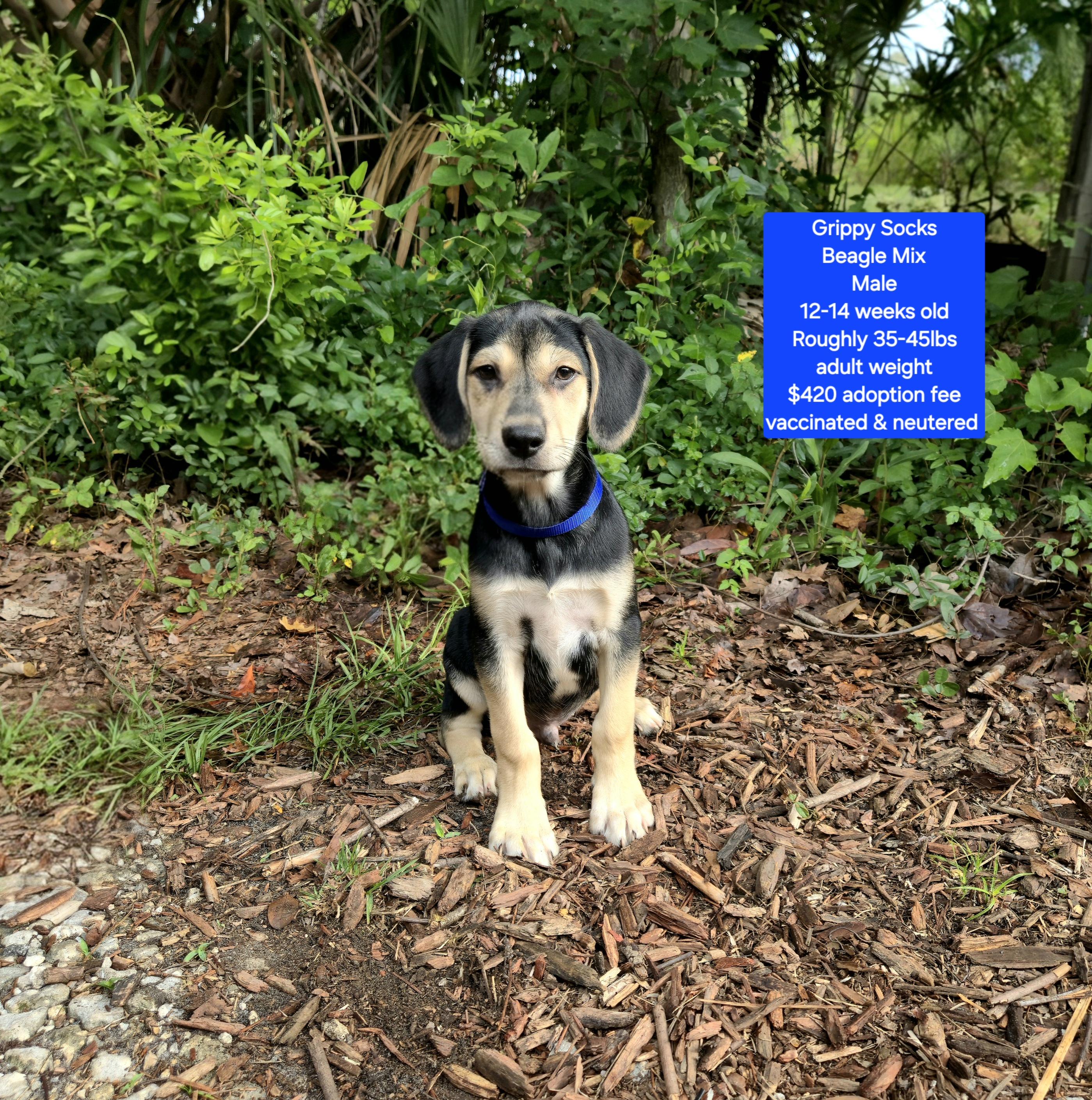 Enlarge Grippy Socks, a ADOPTABLE mixed breed in Oviedo, FL image 1/1